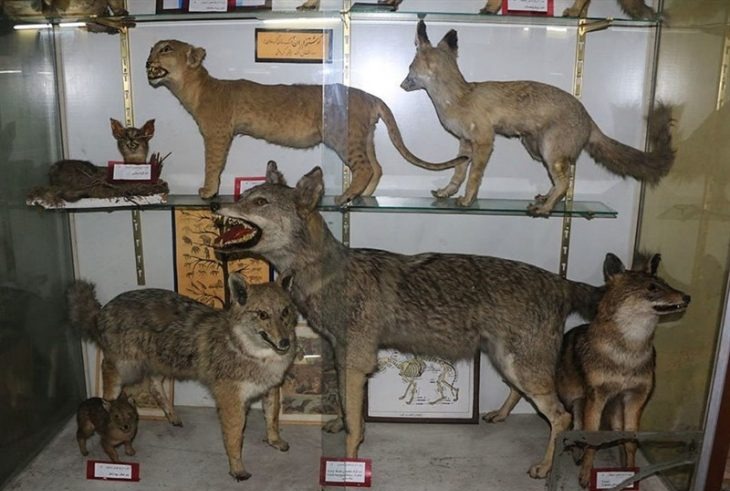 موزه تاریخ طبیعی لرستان 