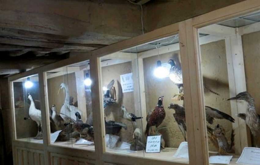 موزه حیات وحش ماسوله