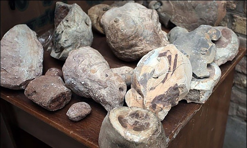 موزه دیرینه شناسی (موزه فسیل کرمان)