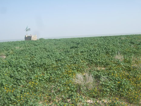 قبر ناخدا