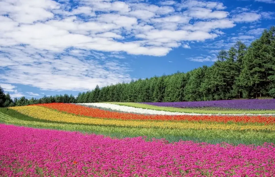 دشت گل‌های سه‌برادران