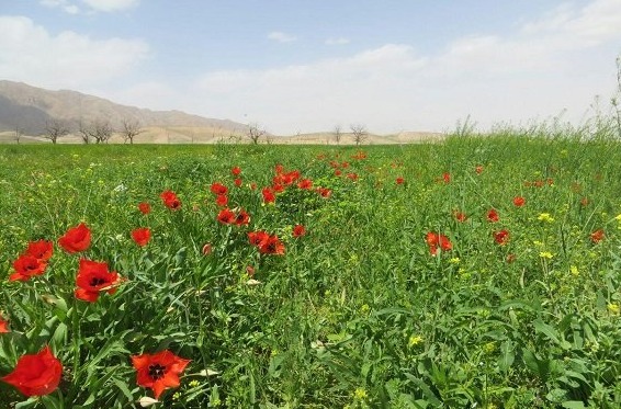 دشت سرایان
