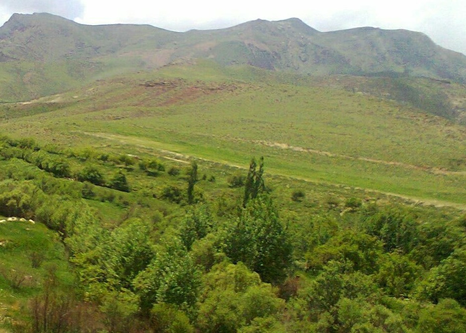 دشت تربت‌جام