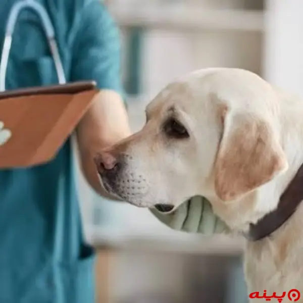 کلینیک دامپزشکی سهیل در آبسرد دماوند