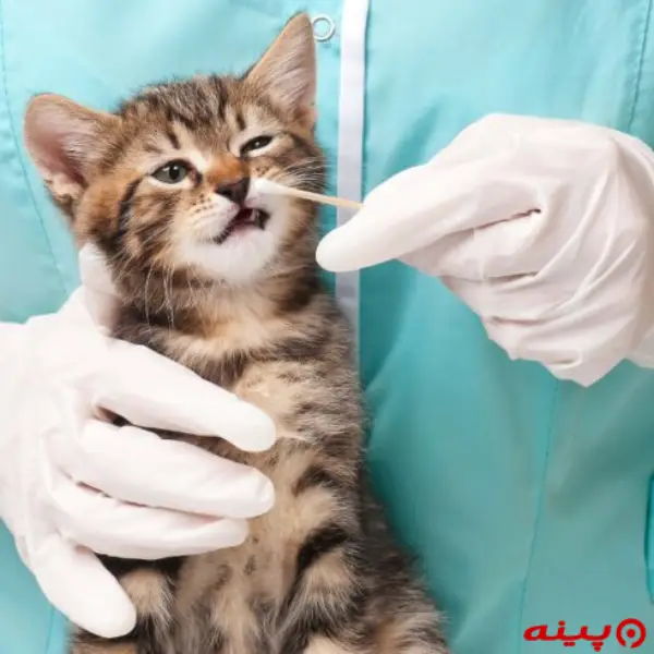  کلینیک دامپزشکی و پت شاپ فلی وت ورداورد