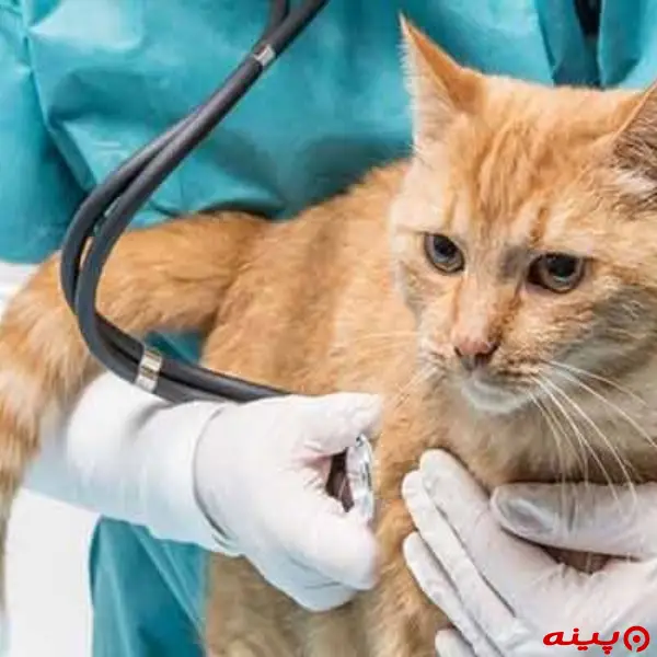 کلینیک دامپزشکی دکتر علیرضا مقدم در شهرزیبا