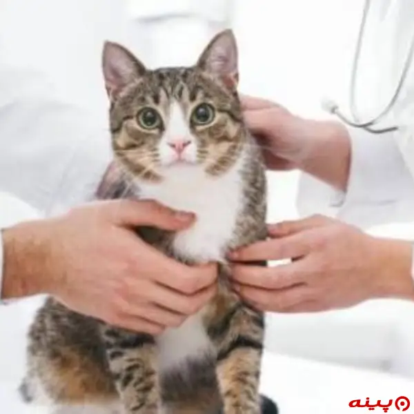 کلینیک دامپزشکی لیام در شهید سلیمانی