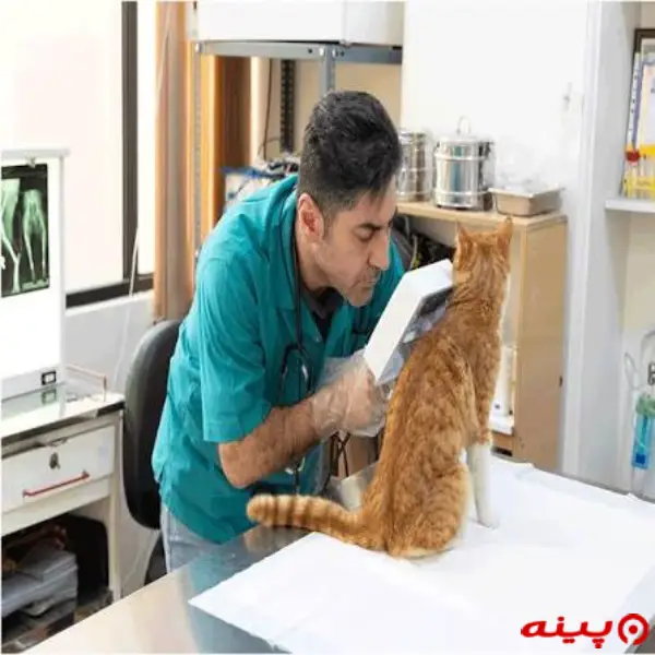پت شاپ و دامپزشکی رامین در دماوند