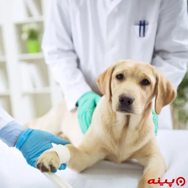 پت شاپ و دامپزشکی روژمان در پرند
