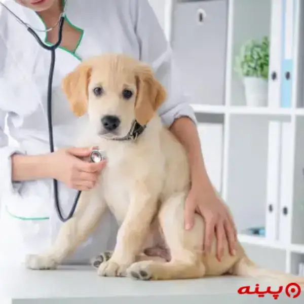 کلینیک دامپزشکی و پت شاپ دهکده (دکتر خلیلی) در رودهن