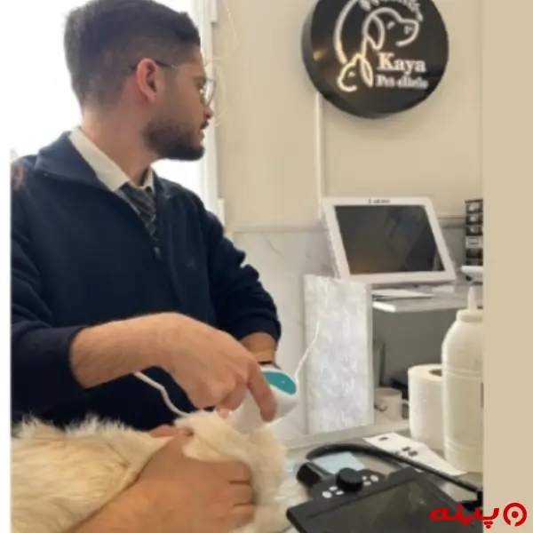 کلینیک دامپزشکی کایا در اشرفی اصفهانی