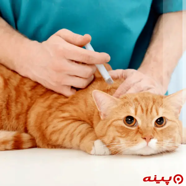 کلینیک دامپزشکی و پت شاپ دینگو در رودهن