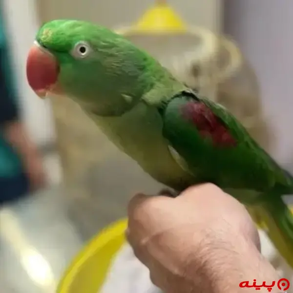 دامپزشکی و پانسیون پرندگان ویستا در شریعتی