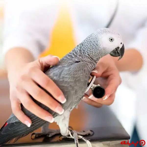 کلینیک دامپزشکی تخصصی پرندگان سیمرغ در جلال آل احمد