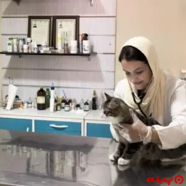 کلینیک دامپزشکی دکتر پیمان در گیشا