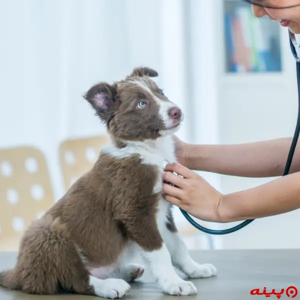 کلینیک دامپزشکی دکتر صابرنیا در خیابان مخبری