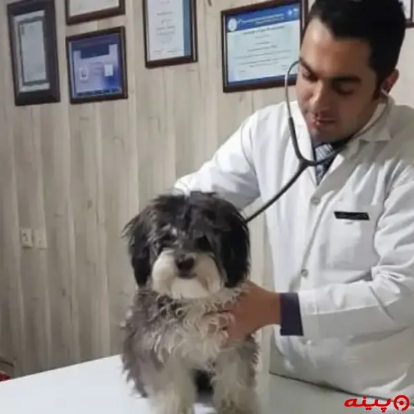 کلینیک دامپزشکی پرشین لند در ونک پارک