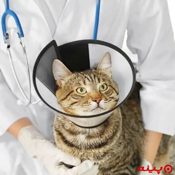 کلینیک دامپزشکی غزال در نارمک