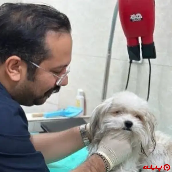  کلینیک دامپزشکی گیشا