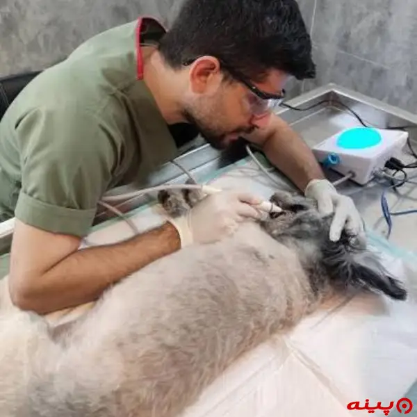 کلینیک دامپزشکی تهرانسر