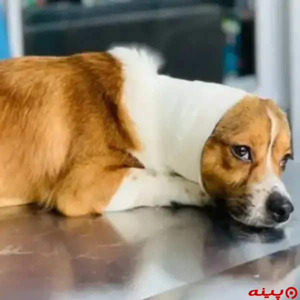 کلینیک دامپزشکی و پت شاپ آرمه در کاشانی