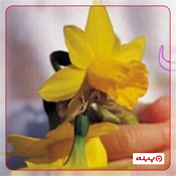  مرکز نیکوکاری گل نرگس